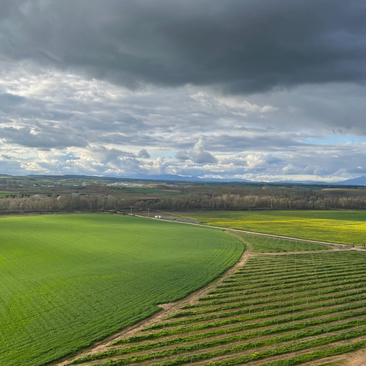 Análisis de proyectos agropecuarios