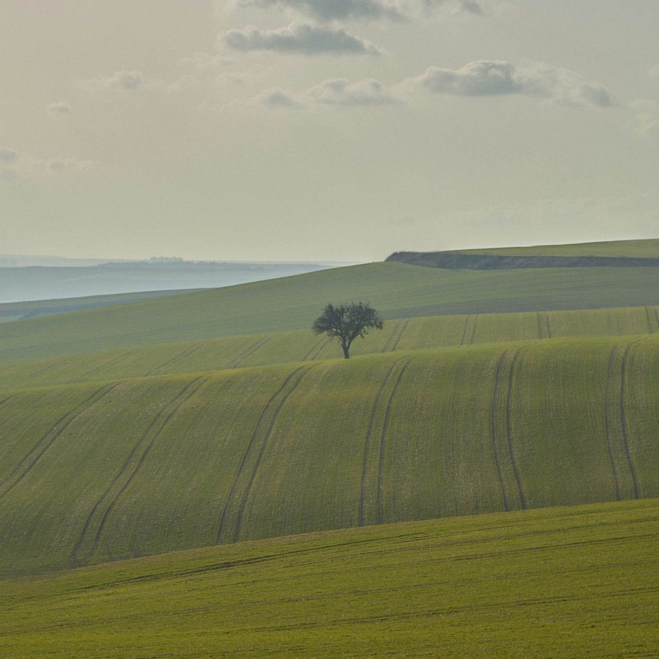Cultivos extensivos en el centro de España